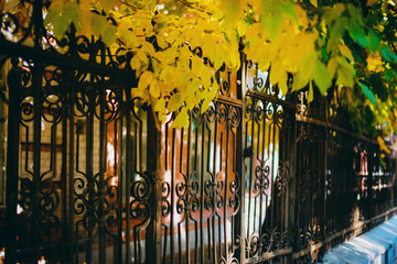 Fototapeta premium Outdoor autumn background. Vintage forged fence under bright yellow leaves.