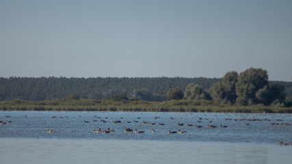 Zugvögel beim "Frühstück"