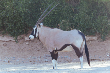 Oryx & Gemsbok in Nature