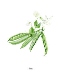 Handpainted watercolor poster with sweet pea isolated on white background