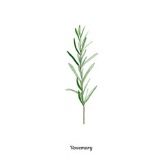 Handpainted watercolor poster with rosemary - 170330774