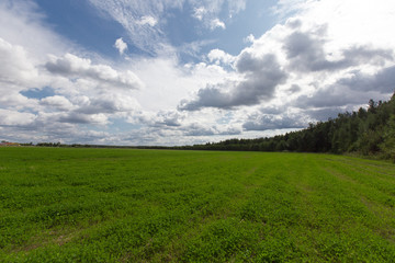 Green meadow under the forest