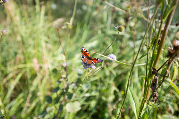 Butterfly Inachis io is sitting on flower