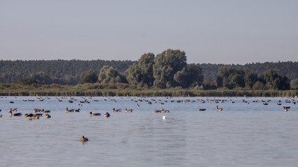 Zugvögelgruppe auf dem Wasser