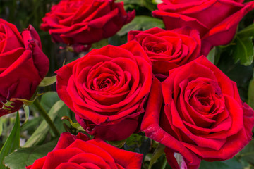 Naklejka premium Niektóre czerwone róże