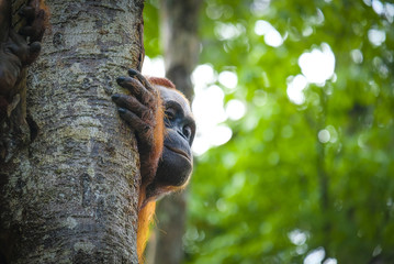 Orangutan © fonta83