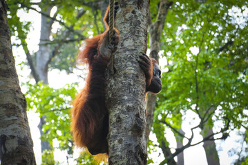 Orangutan