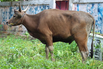 cow is standing for ritual of sacrifice on Eid al-Adha celebration.
