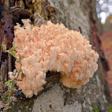 hericium clathroides mushroom