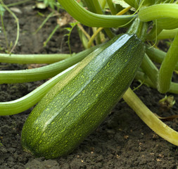 Courgette on the garden