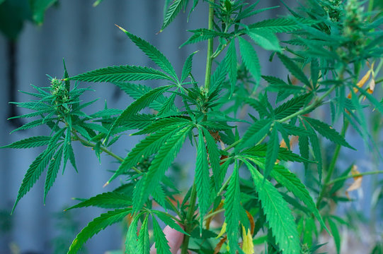 INDOOR MEDICAL MARIJUANA GROW CANNABIS PLANT
