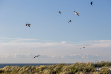 Möwen über einer Düne am Meer