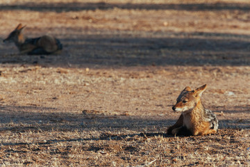 Black-backed jackal in Africa