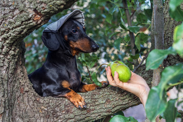 A dog (puppy) in a cap, breed dachshund black tan, in a vegetable garden looks at a hand with pears