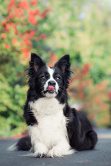 Lying border collie