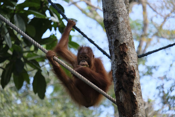 Orangutan