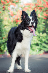 Standing border collie