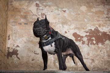 Portrait of an American Pit Bull in muzzle in the studio