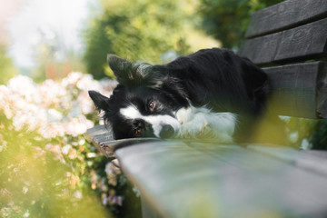 Border collie lying on a bench, framed with petals
