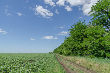 Fototapeta na wymiar rural road in green field near trees