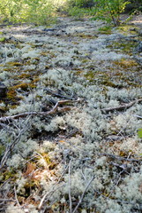 Fototapeta premium Waldboden in Schweden