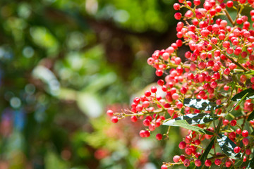 Obraz premium Horizontal image of red pepper corns on the tree with copy space.