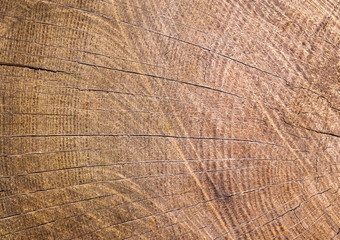 Fototapeta premium Tree ring background