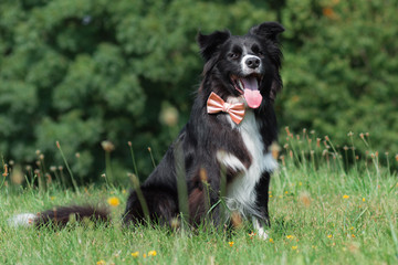 Fototapeta premium Sitting border collie gentleman with striped bow