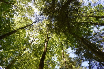 hohe Baumkronen