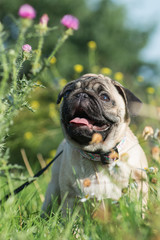 Fototapeta na wymiar Cute pug, summer plants on a background