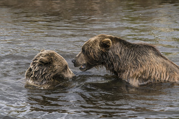 Two brown bears playing in a lake