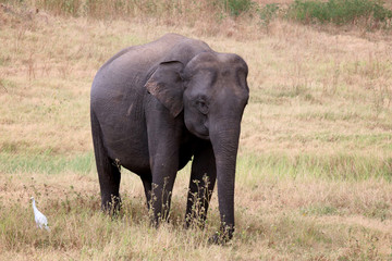 Fototapeta na wymiar Watching wild elephants during jeep safari in Kandulla national park Sri Lanka