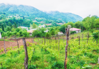 Fototapeta na wymiar Landscape with green vineyards. A young vine grows in a field on a slope