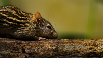 maus horizontal auf baumstam