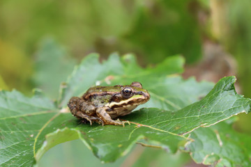 Fototapeta na wymiar Frog on grass