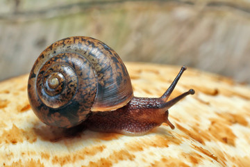 Snail