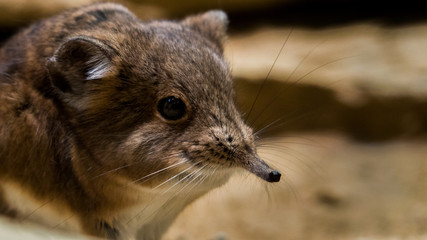 elefantenspitzmaus