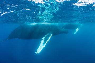 Naklejka premium Humpback Whales in Clear Blue Water