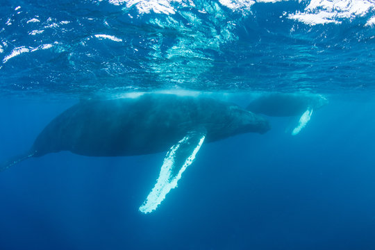 Humpback Whales in Clear Blue Water