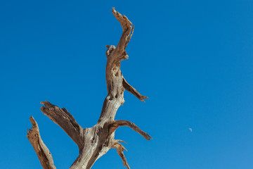 Namibian desert 