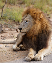 Male Lion Posing
