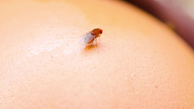 Mosca-da-fruta.