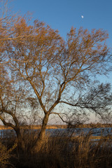 The ponds of the Camargue, in the south of France