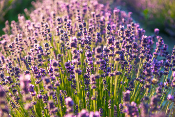 Naklejka premium Lavender flowers in the sunlight