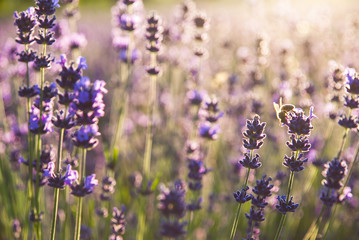Lavender flowers in the sunlight