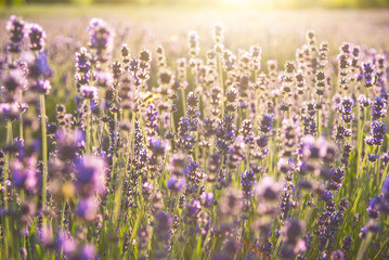 Lavender flowers in the sunlight