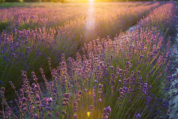 Lavender flowers in the sunlight