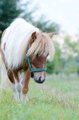 Naklejka na ściany i meble young miniature horse in the field.