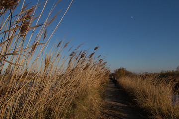 Obraz premium The ponds of the Camargue, in the south of France