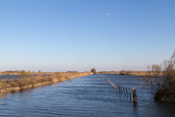 The ponds of the Camargue, in the south of France